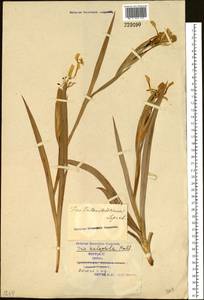 Iris halophila Pall., Siberia, Western Siberia (S1) (Russia)