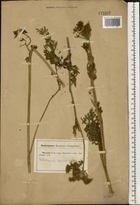 Selinum carvifolia (L.) L., Eastern Europe, Central forest-and-steppe region (E6) (Russia)