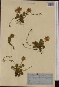 Geum reptans L., Western Europe (EUR) (Not classified)