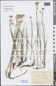 Eremogone longifolia (M. Bieb.) Fenzl, Eastern Europe, Central forest-and-steppe region (E6) (Russia)