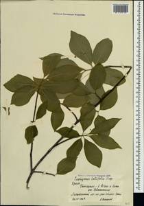 Euonymus latifolius (L.) Mill., Crimea (KRYM) (Russia)