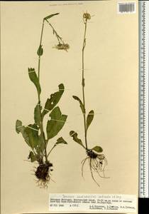 Tephroseris turczaninovii subsp. turczaninovii, Mongolia (MONG) (Mongolia)