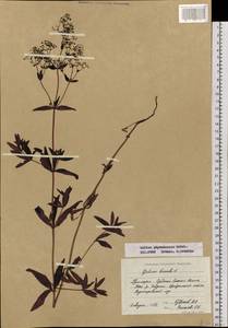 Galium rubioides L., Siberia, Russian Far East (S6) (Russia)