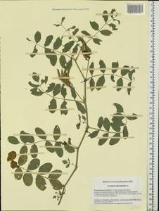 Astragalus glycyphyllos L., Eastern Europe, Central region (E4) (Russia)