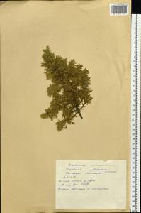 Juniperus communis var. saxatilis Pall., Siberia, Yakutia (S5) (Russia)