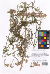 Achillea pannonica Scheele, Eastern Europe, Moscow region (E4a) (Russia)