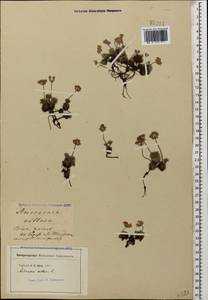 Androsace villosa L., Caucasus, Georgia (K4) (Georgia)