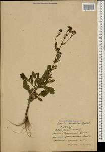 Jacobaea erratica (Bertol.) Fourr., Caucasus, Abkhazia (K4a) (Abkhazia)