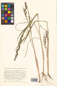 Echinochloa crus-galli (L.) P.Beauv., Siberia, Russian Far East (S6) (Russia)