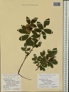 Rosa majalis Herrm., Eastern Europe, Northern region (E1) (Russia)