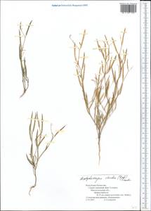 Diptychocarpus strictus (Fisch. ex M.Bieb.) Trautv., Middle Asia, Caspian Ustyurt & Northern Aralia (M8) (Kazakhstan)