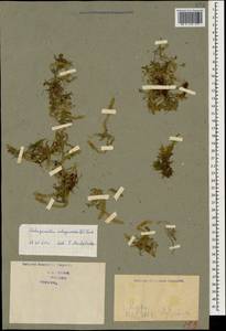Selaginoides spinulosa (A. Braun ex Döll) Li Bing Zhang & X. M. Zhou, Caucasus, Georgia (K4) (Georgia)