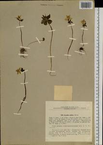 Eranthis stellata Maxim., Siberia, Russian Far East (S6) (Russia)