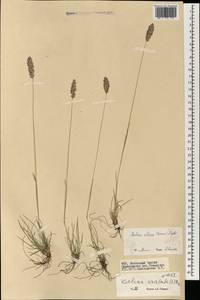 Koeleria altaica (Domin) Krylov, Mongolia (MONG) (Mongolia)
