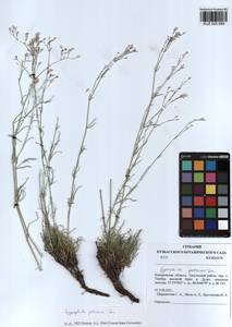 Gypsophila patrinii Ser., Siberia, Altai & Sayany Mountains (S2) (Russia)