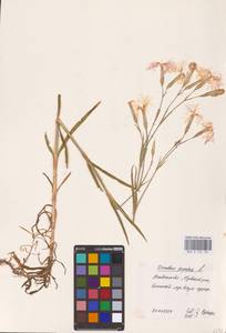 Dianthus superbus L., Eastern Europe, North-Western region (E2) (Russia)