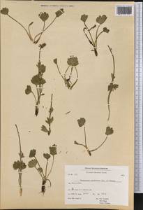 Ranunculus sulphureus, America (AMER) (Greenland)