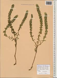 Sideritis montana subsp. montana, Caucasus, Krasnodar Krai & Adygea (K1a) (Russia)