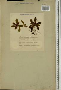 Pilosella officinarum Vaill., Eastern Europe (no precise locality) (E0) (Not classified)