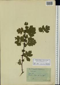 Crataegus ambigua C. A. Mey. ex A. K. Becker, Eastern Europe, Central forest-and-steppe region (E6) (Russia)