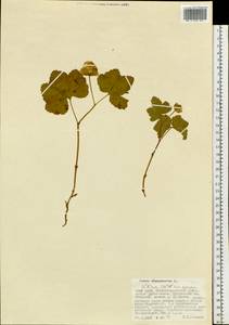 Rubus chamaemorus L., Siberia, Russian Far East (S6) (Russia)