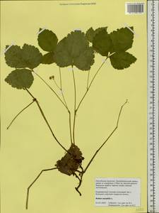 Rubus saxatilis L., Siberia, Baikal & Transbaikal region (S4) (Russia)