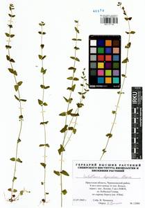 Scutellaria dependens Maxim., Siberia, Baikal & Transbaikal region (S4) (Russia)