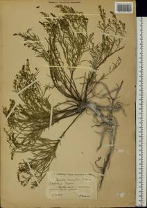 Genista tinctoria subsp. tinctoria, Eastern Europe, Lower Volga region (E9) (Russia)
