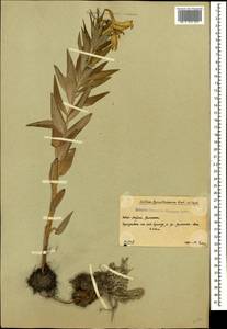 Lilium szovitsianum Fisch. & Avé-Lall., Caucasus, South Ossetia (K4b) (South Ossetia)
