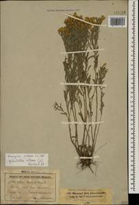 Galatella villosa (L.) Rchb. fil., Caucasus, Stavropol Krai, Karachay-Cherkessia & Kabardino-Balkaria (K1b) (Russia)