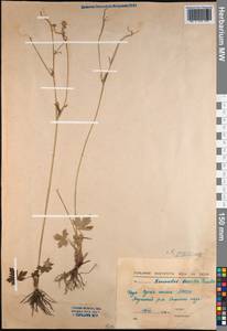 Ranunculus propinquus C. A. Mey., Siberia, Yakutia (S5) (Russia)