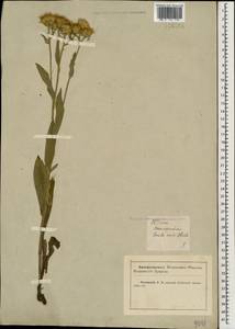 Pentanema oculus-christi (L.) D. Gut. Larr., Santos-Vicente, Anderb., E. Rico & M. M. Mart. Ort., Caucasus, Krasnodar Krai & Adygea (K1a) (Russia)