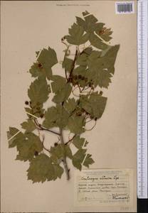 Crataegus chlorocarpa Lenné & K. Koch, Middle Asia, Dzungarian Alatau & Tarbagatai (M5) (Kazakhstan)