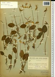 Calypso bulbosa (L.) Oakes, Siberia, Baikal & Transbaikal region (S4) (Russia)