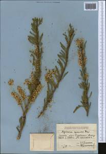 Myricaria squamosa Desv., Middle Asia, Dzungarian Alatau & Tarbagatai (M5) (Kazakhstan)
