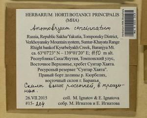 Anomobryum concinnatum (Spruce) A. Jaeger, Bryophytes, Bryophytes - Yakutia (B19) (Russia)