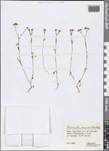 Valerianella eriocarpa Desv., Crimea (KRYM) (Russia)