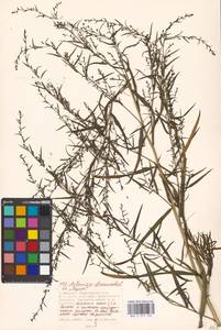 Artemisia dracunculus L., Eastern Europe, Moscow region (E4a) (Russia)