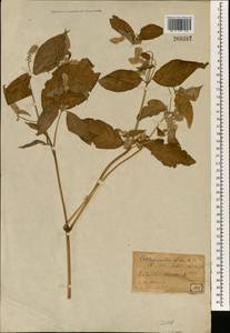 Achyranthes japonica (Miq.) Nakai, South Asia, South Asia (Asia outside ex-Soviet states and Mongolia) (ASIA) (Japan)