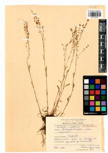 Rumex acetosella L., Siberia, Baikal & Transbaikal region (S4) (Russia)