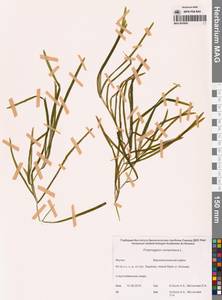 Potamogeton compressus L., Siberia, Yakutia (S5) (Russia)