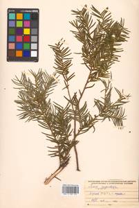 Taxus cuspidata Siebold & Zucc., Siberia, Russian Far East (S6) (Russia)