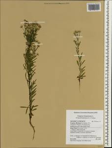 Erigeron bonariensis L., South Asia, South Asia (Asia outside ex-Soviet states and Mongolia) (ASIA) (Cyprus)