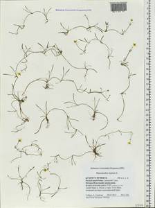 Ranunculus reptans L., Eastern Europe, Northern region (E1) (Russia)