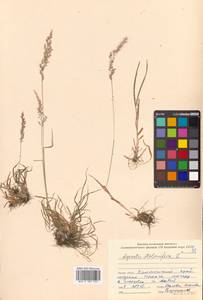 Agrostis stolonifera L., Siberia, Russian Far East (S6) (Russia)