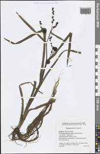 Sparganium erectum L., Eastern Europe, Central region (E4) (Russia)