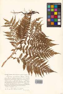 Athyrium spinulosum (Maxim.) Milde, Siberia, Russian Far East (S6) (Russia)