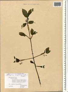 Euonymus leiophloeus Stev., Caucasus, Black Sea Shore (from Novorossiysk to Adler) (K3) (Russia)