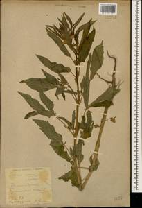 Sesamum indicum, Caucasus, Armenia (K5) (Armenia)