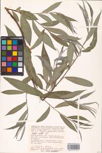 Salix alba L., Eastern Europe, Lower Volga region (E9) (Russia)